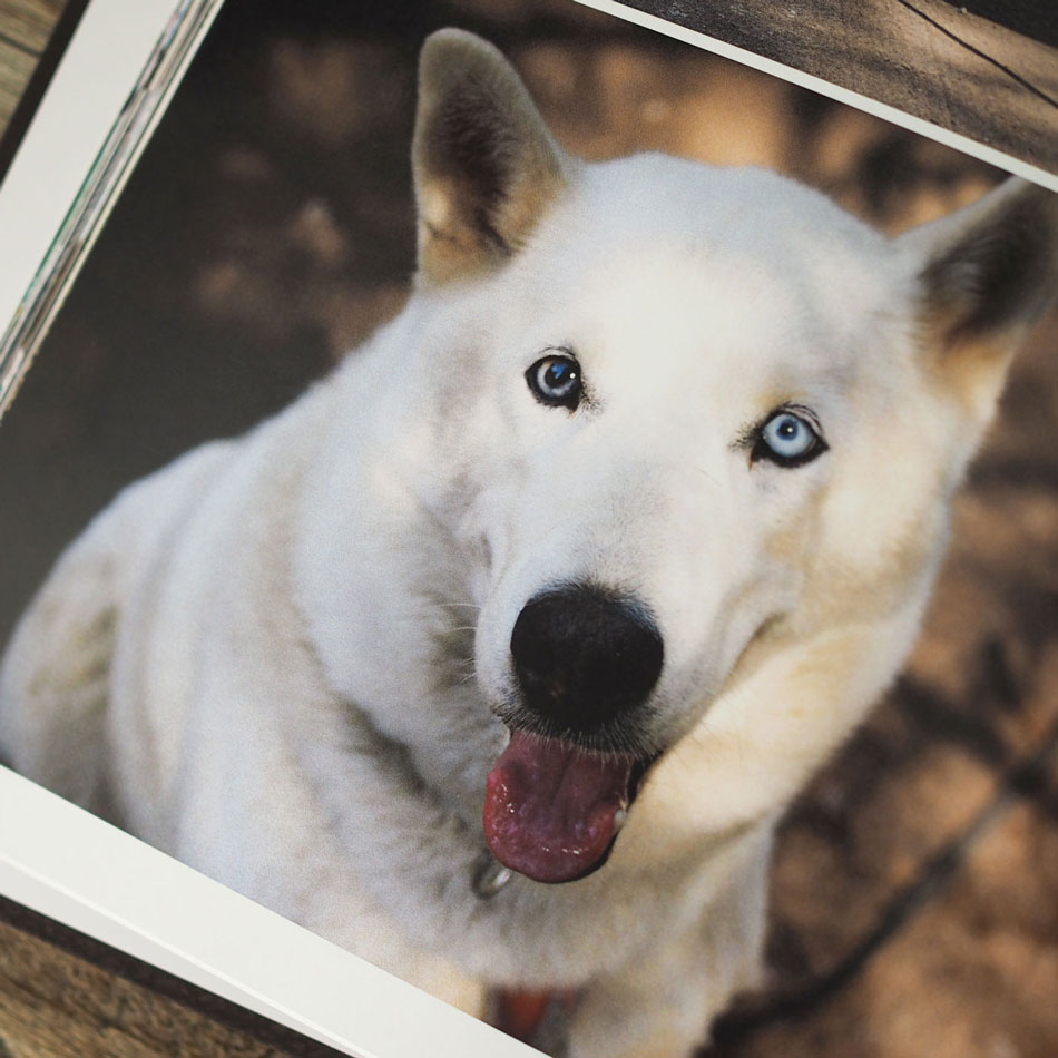 Photo book about pet